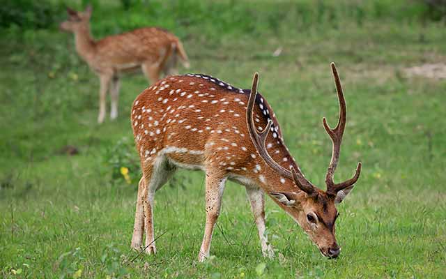 texas-hill-country-axis-deer-hunting