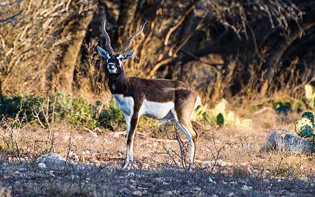 texas-hill-country-blackbuck-antelope-hunting