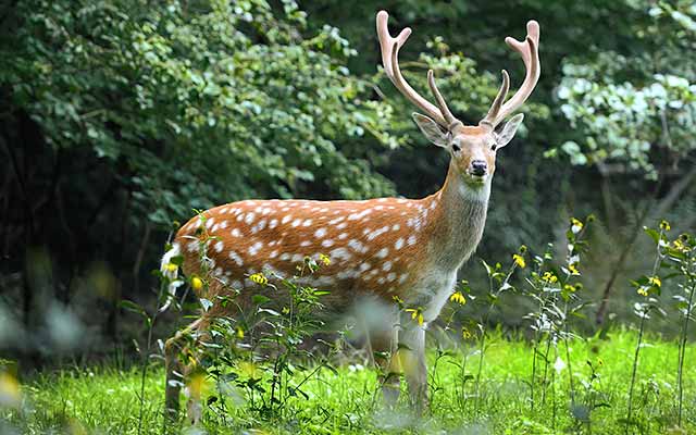 texas-hill-country-whitetail-deer-hunting