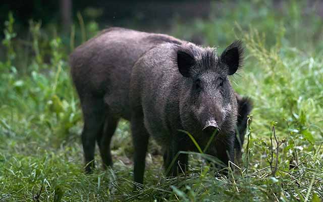 texas-hill-country-wild-hog-hunting